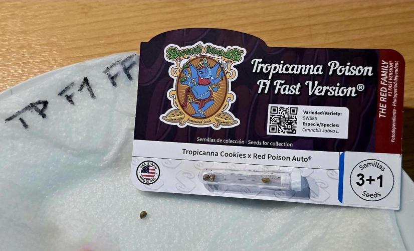 Tropicanna Poison F1 FF. Week 0