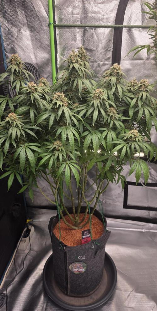 RS11 - Traphouse Genetics. Week 21