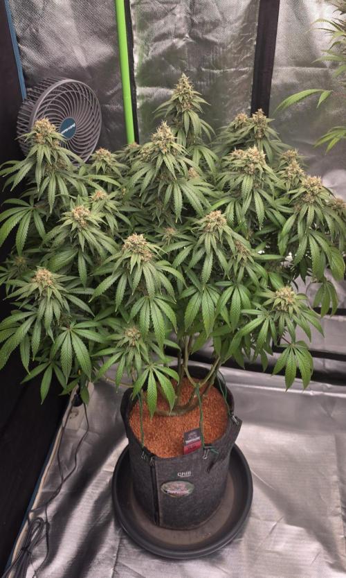 RS11 - Traphouse Genetics. Week 21