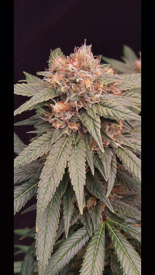 RS11 - Traphouse Genetics