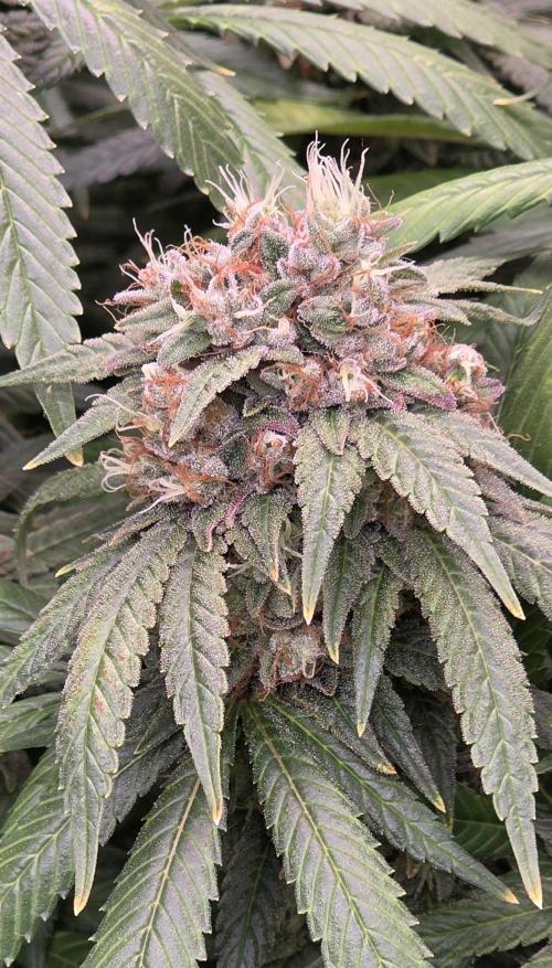 RS11 - Traphouse Genetics. Week 22