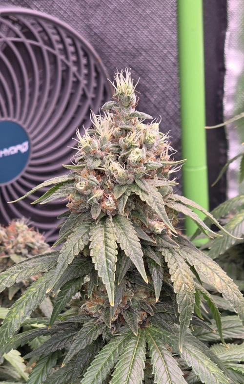 RS11 - Traphouse Genetics. Week 22