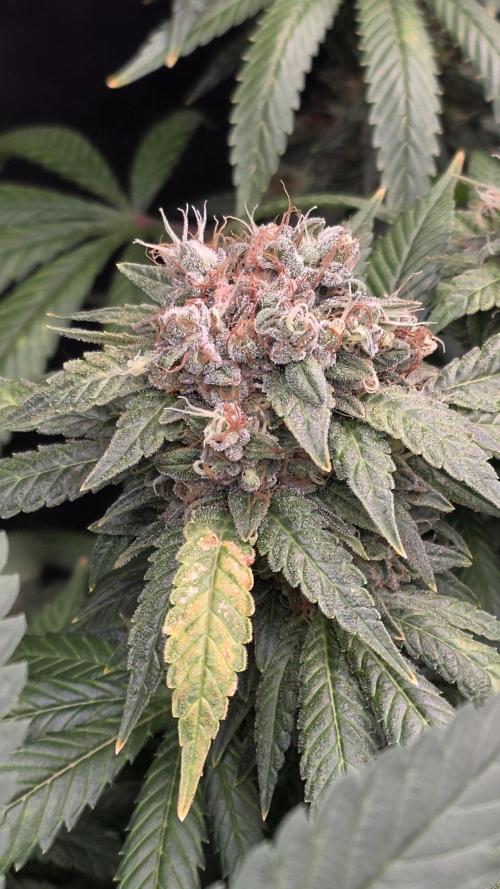 RS11 - Traphouse Genetics. Week 22