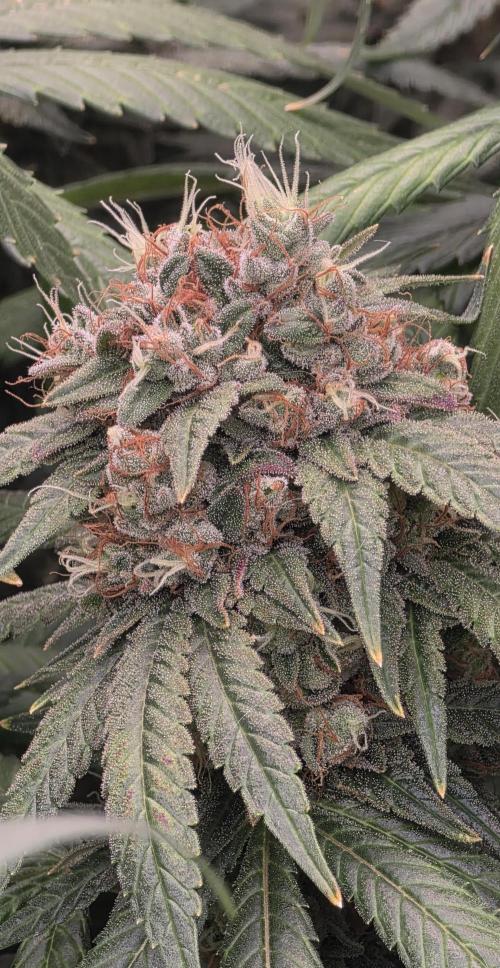 RS11 - Traphouse Genetics. Week 22
