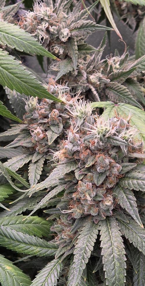 RS11 - Traphouse Genetics. Week 22