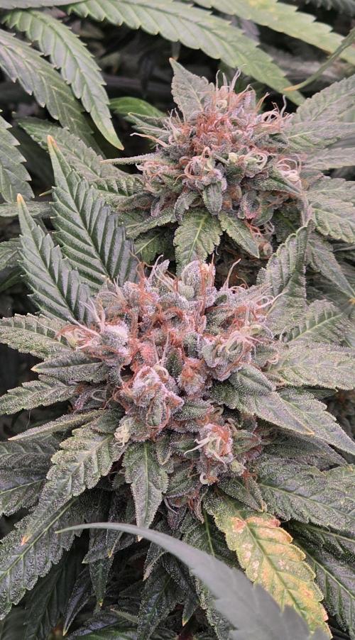RS11 - Traphouse Genetics. Week 22