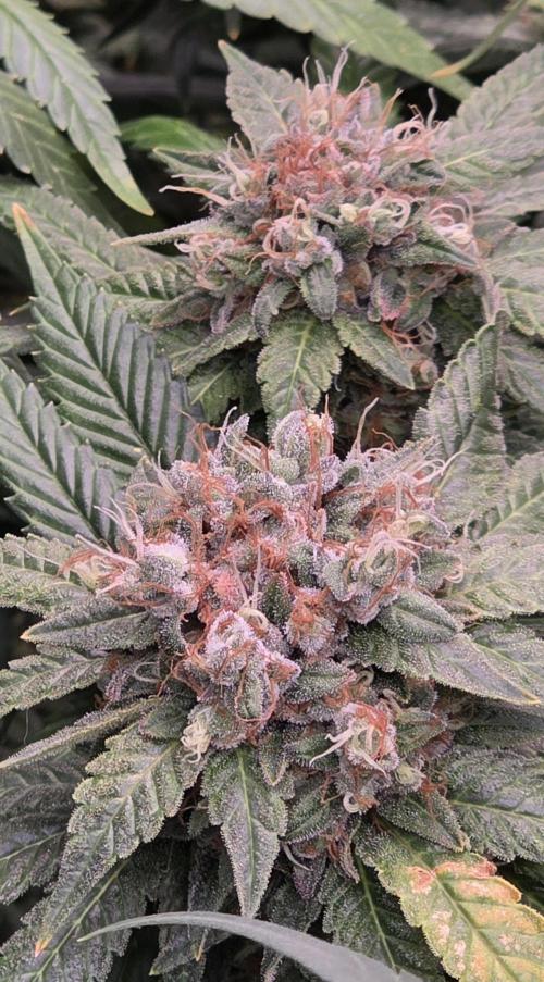 RS11 - Traphouse Genetics. Week 22