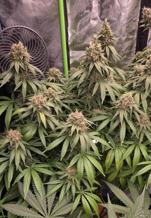 RS11 - Traphouse Genetics. Week 22