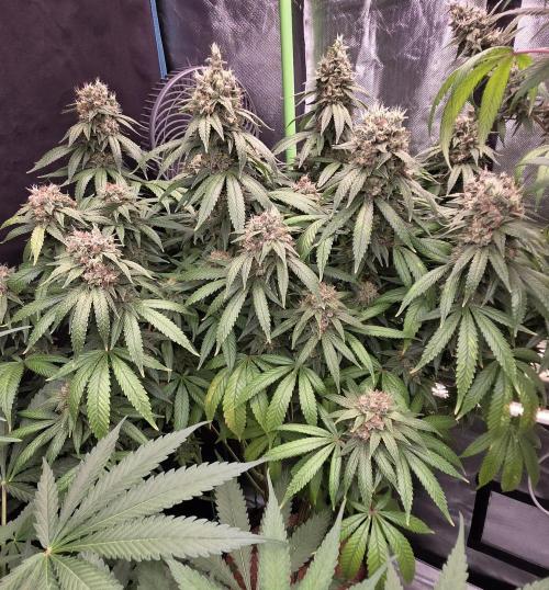 RS11 - Traphouse Genetics. Week 22