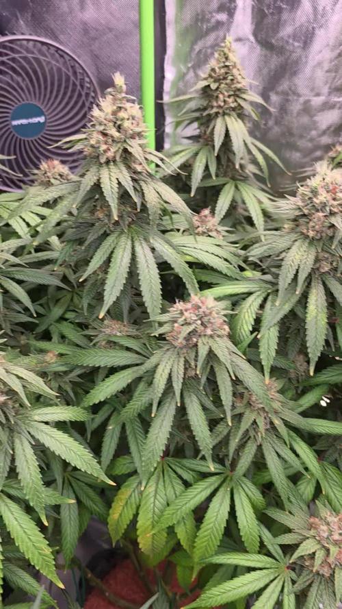 RS11 - Traphouse Genetics