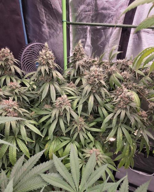RS11 - Traphouse Genetics. Week 22