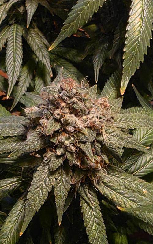 RS11 - Traphouse Genetics. Week 23
