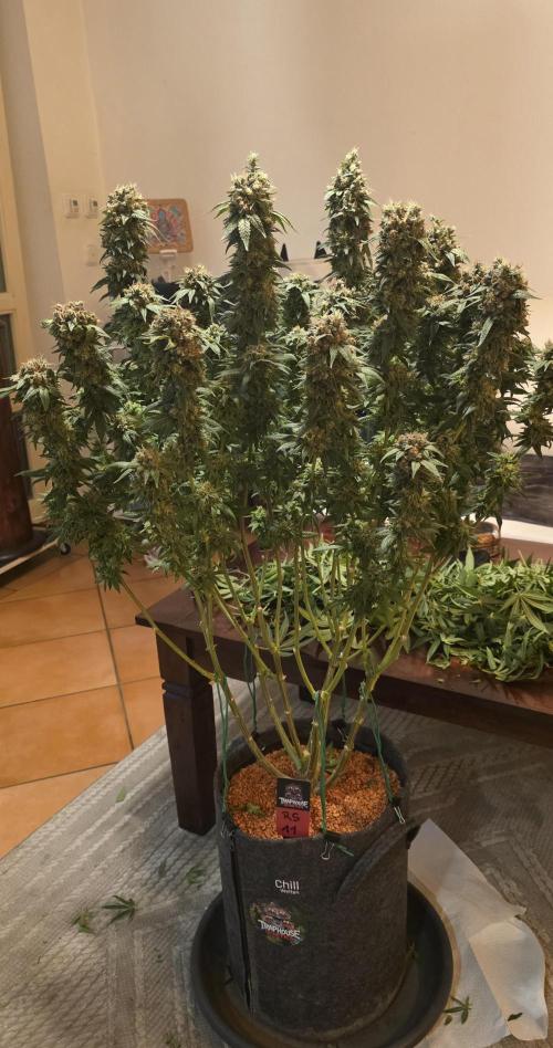 RS11 - Traphouse Genetics. Week 23