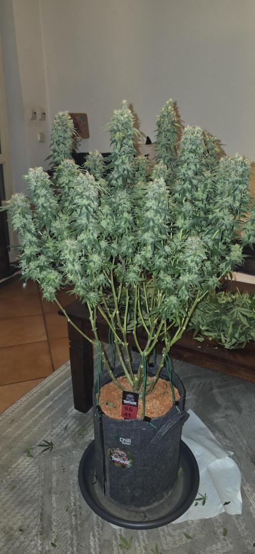 RS11 - Traphouse Genetics. Week 23
