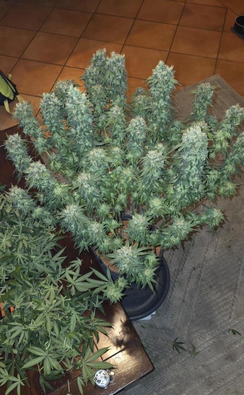 RS11 - Traphouse Genetics. Week 23
