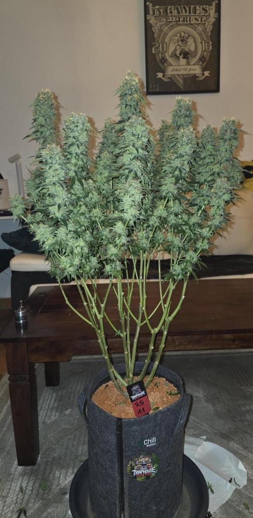 RS11 - Traphouse Genetics. Week 23