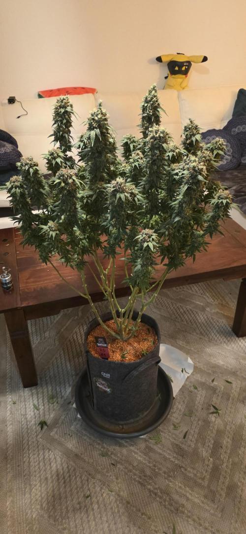 RS11 - Traphouse Genetics. Week 23