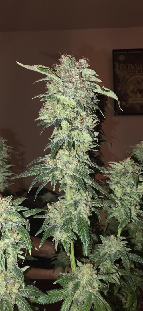 RS11 - Traphouse Genetics. Week 23