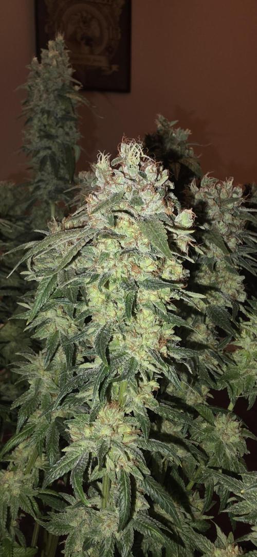 RS11 - Traphouse Genetics. Week 23