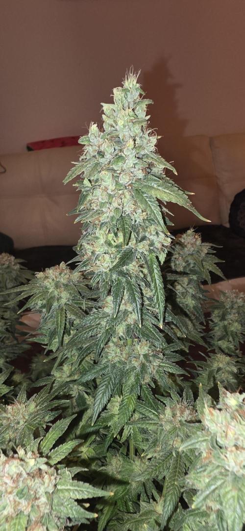 RS11 - Traphouse Genetics. Week 23
