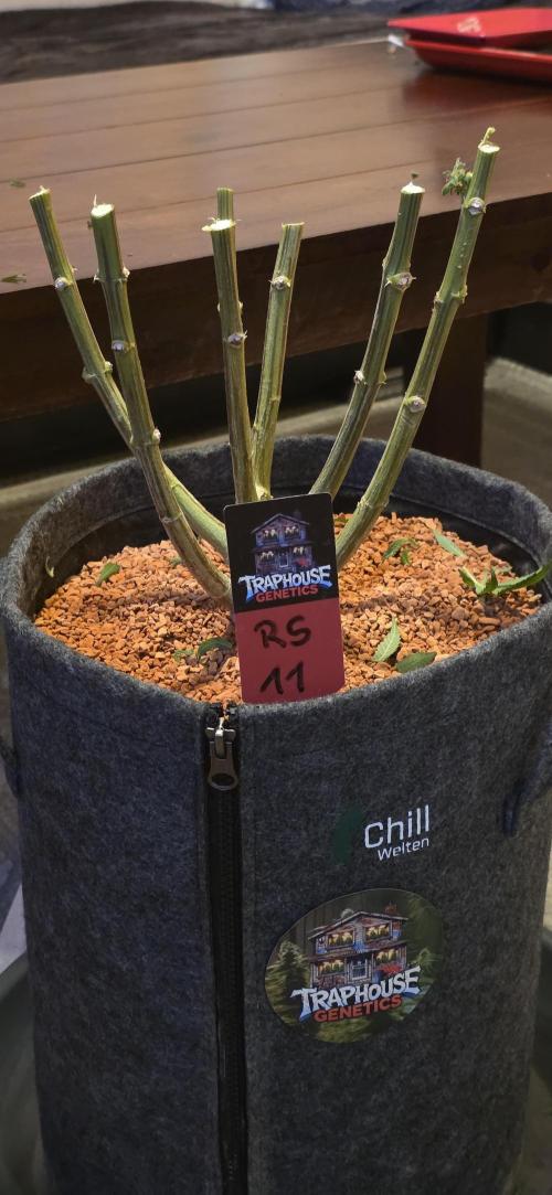RS11 - Traphouse Genetics. Week 23