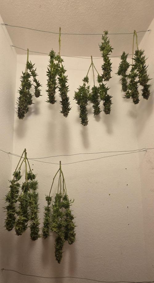 RS11 - Traphouse Genetics. Week 23