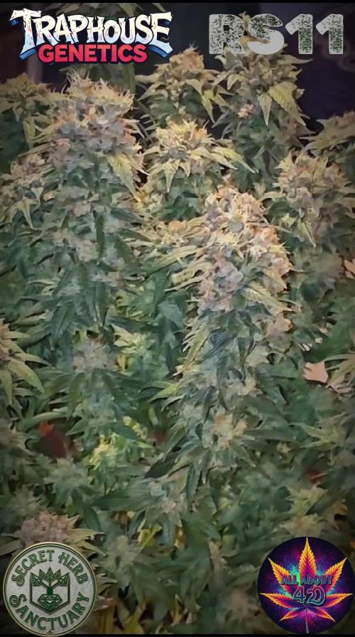 RS11 - Traphouse Genetics