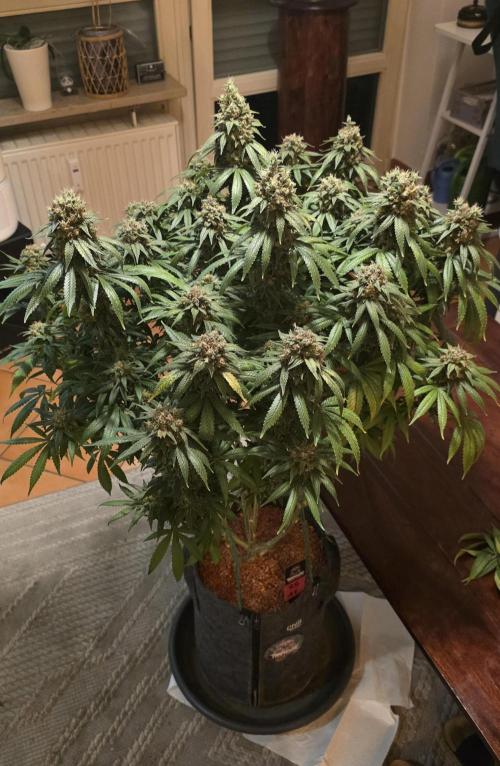 RS11 - Traphouse Genetics. Week 23