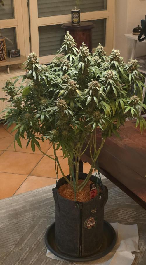 RS11 - Traphouse Genetics. Week 23