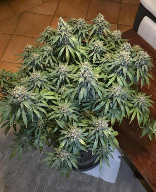 RS11 - Traphouse Genetics. Week 23
