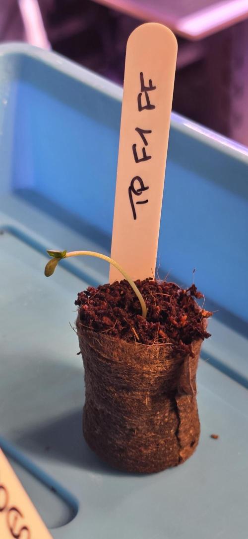 Tropicanna Poison F1 FF. Week 0