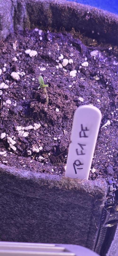 Tropicanna Poison F1 FF. Week 0