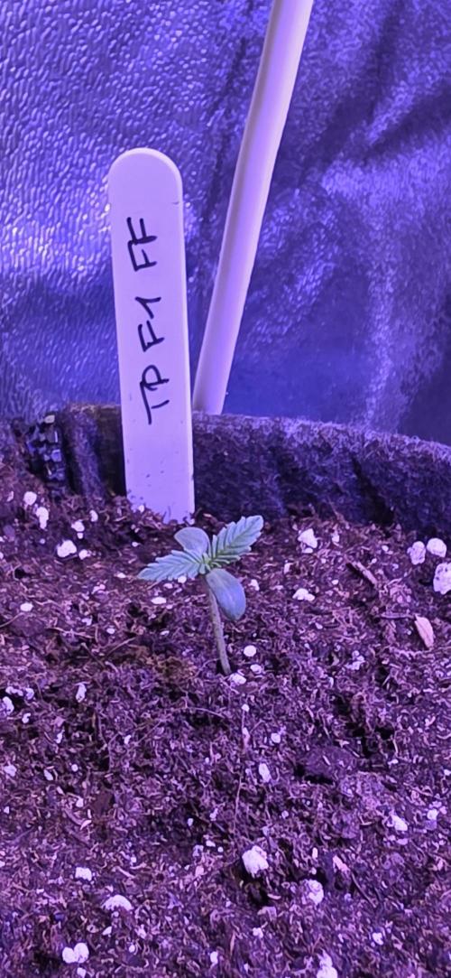 Tropicanna Poison F1 FF. Week 0