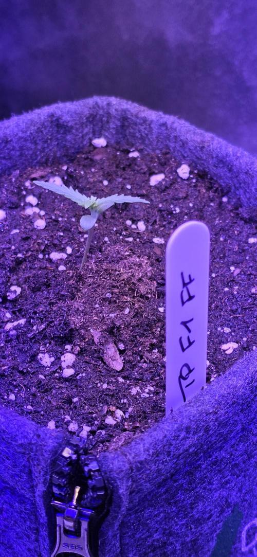 Tropicanna Poison F1 FF. Week 1