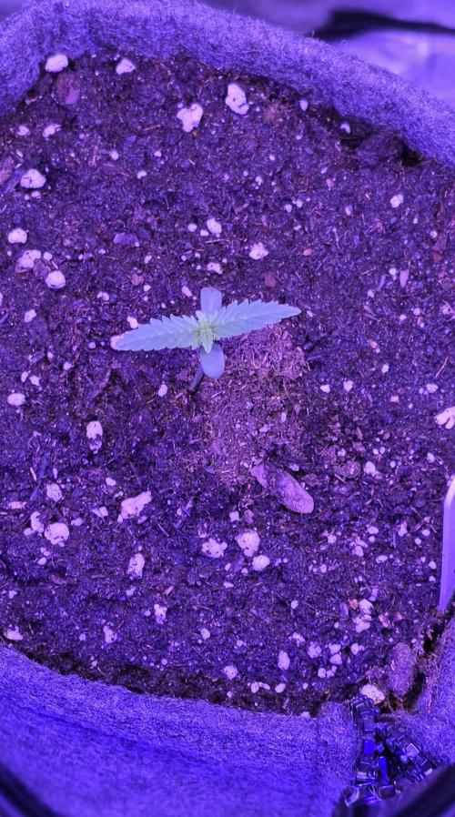 Tropicanna Poison F1 FF. Week 1