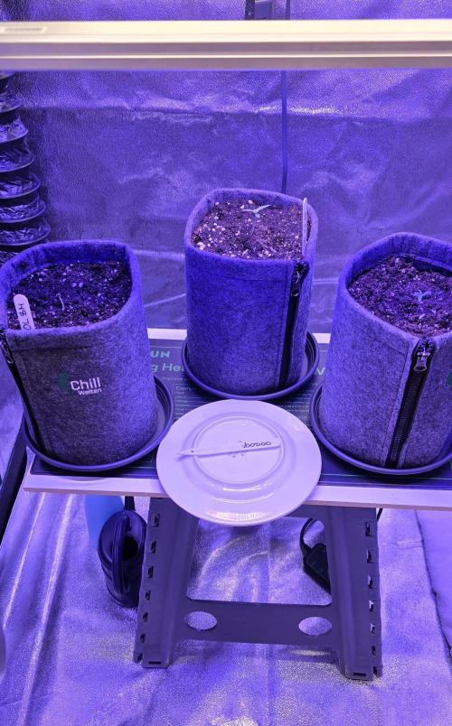 Tropicanna Poison F1 FF. Week 1