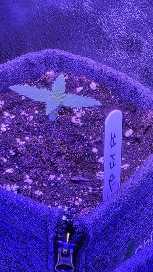 Tropicanna Poison F1 FF. Week 1