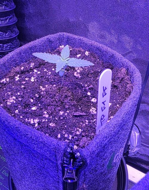 Tropicanna Poison F1 FF. Week 1