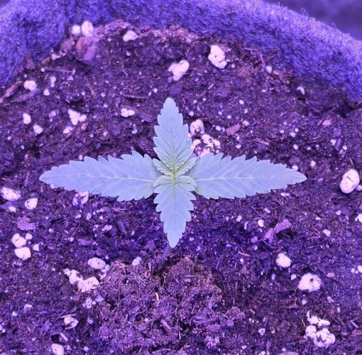 Tropicanna Poison F1 FF. Week 1