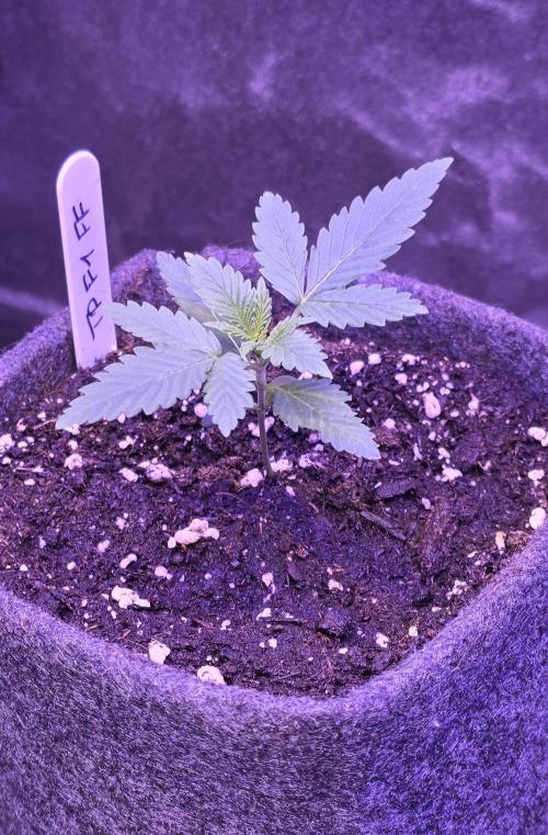Tropicanna Poison F1 FF. Week 1