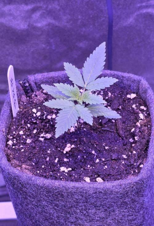 Tropicanna Poison F1 FF. Week 1