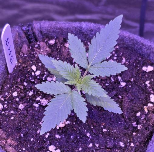 Tropicanna Poison F1 FF. Week 1