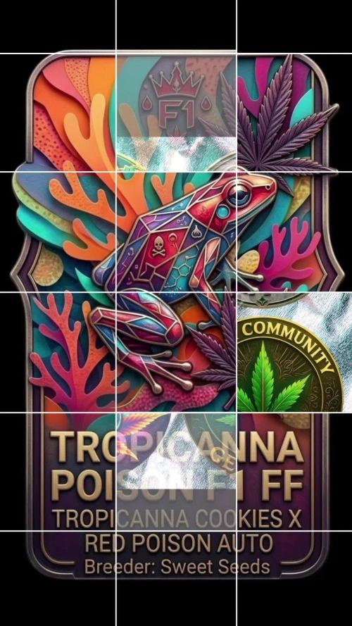 Tropicanna Poison F1 FF