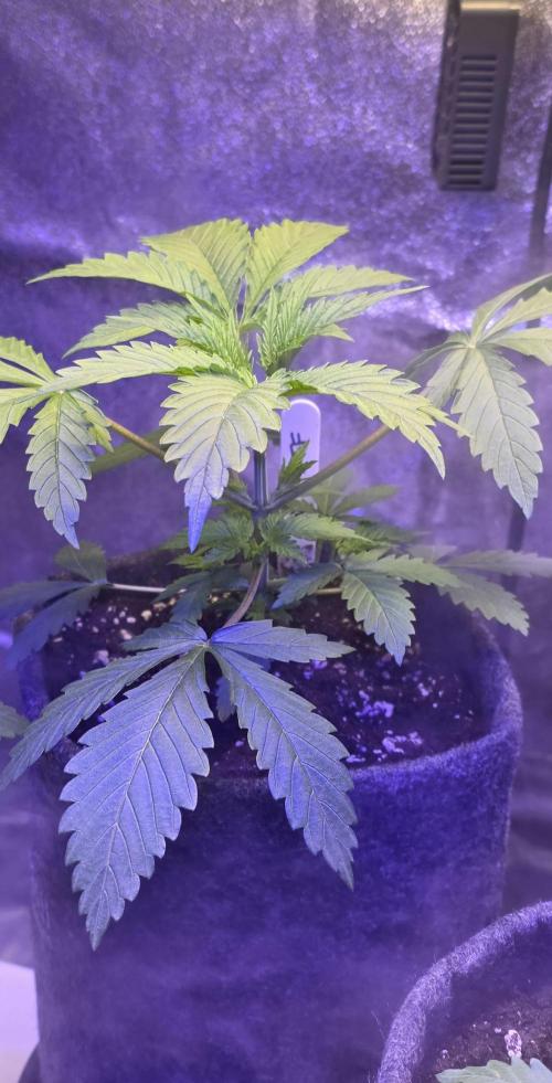 Tropicanna Poison F1 FF. Week 2