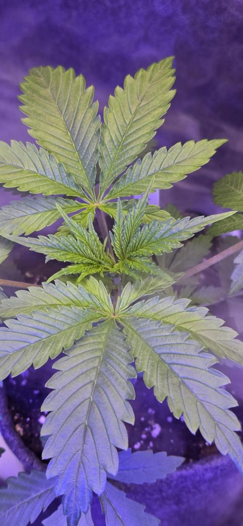 Tropicanna Poison F1 FF. Week 2