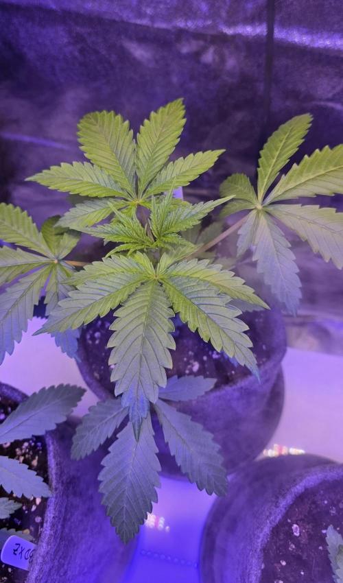 Tropicanna Poison F1 FF. Week 2