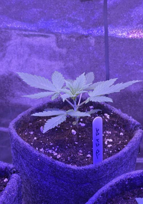 Tropicanna Poison F1 FF. Week 2