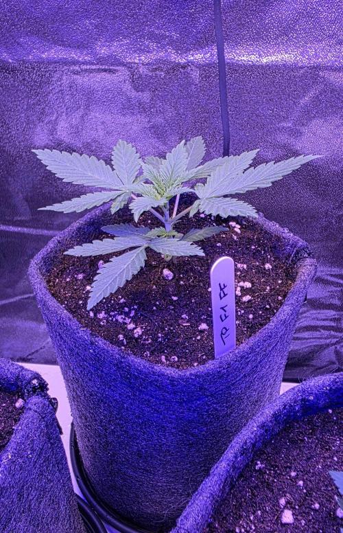 Tropicanna Poison F1 FF. Week 2
