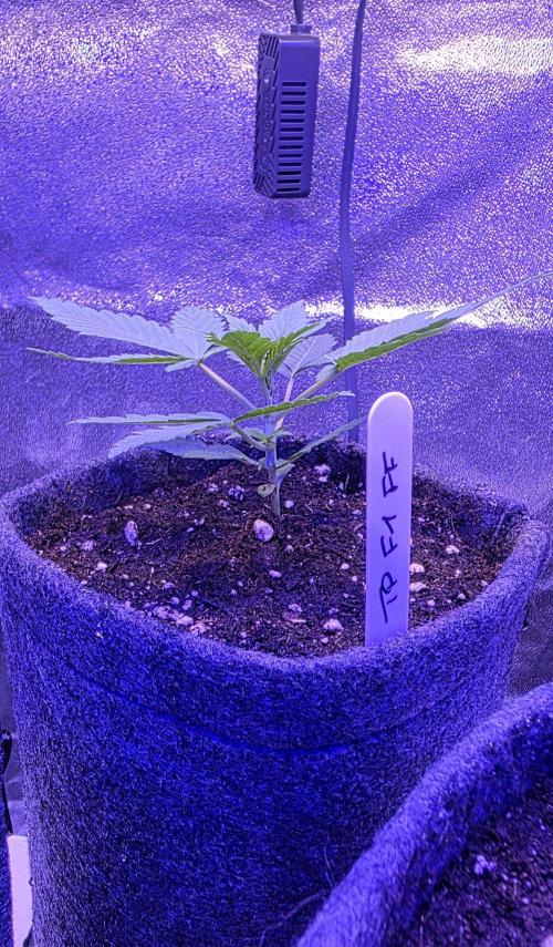Tropicanna Poison F1 FF. Week 2
