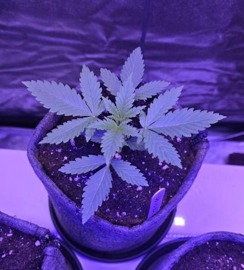 Tropicanna Poison F1 FF. Week 2